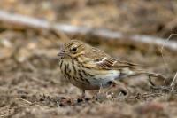 Anthus trivialis