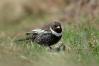 Turdus torquatus