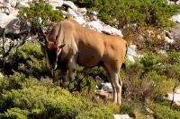 Common eland