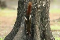 Finlayson's squirrel