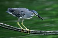 Thailand fauna