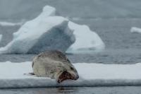 Leopard seal