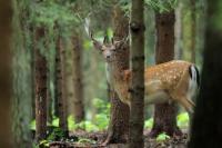 Fallow deer