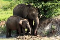 Sri Lankan elephant