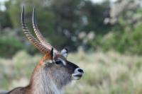 Waterbuck