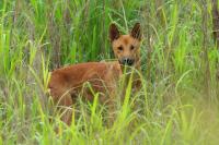 Australia - fauna