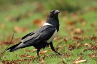 Corvus albus