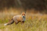 Red fox