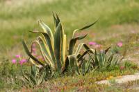 Sardinia - FLORA