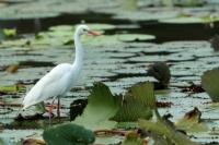 Ardea intermedia