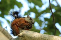 Variegated squirrel