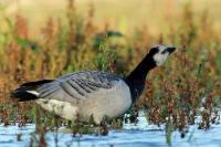 Branta leucopsis