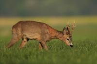 Roe deer