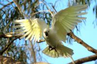 Cacatua galerita