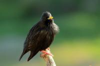 Sturnus unicolor