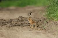 European hare