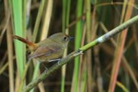 Ficedula tricolor