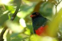 Trogon massena