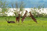 Chital