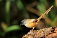 Prinia atrogularis