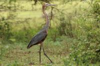 Ardea goliath