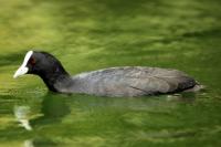 Fulica atra australis