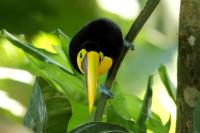 Ramphastos swainsonii