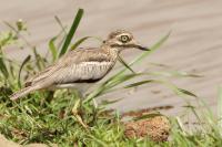 Burhinus vermiculatus