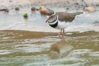 Charadrius tricollaris