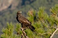 Aquila chrysaetos