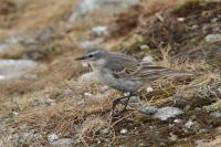 Anthus spinoletta