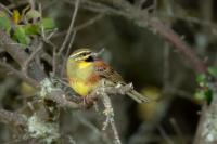 Emberiza cirlus