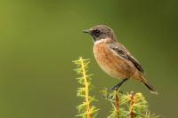 Saxicola rubicola