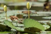 Jacana spinosa