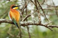 Merops apiaster