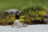 Bucephala islandica