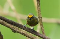 Euphonia gouldi