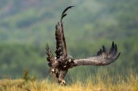 Aquila chrysaetos