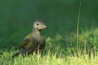 Picus viridis