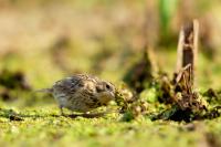 Emberiza calandra