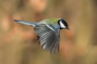 Parus major