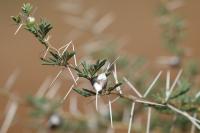 Tanzania-FLORA