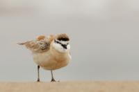 Charadrius marginatus