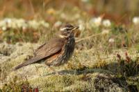 Turdus iliacus