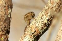 Siberian Chipmunk