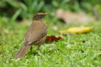 Turdus grayi