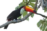 Ramphastos toco