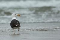 Larus marinus