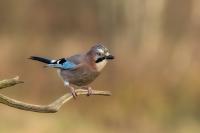 Garrulus glandarius