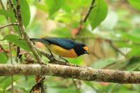 Euphonia minuta